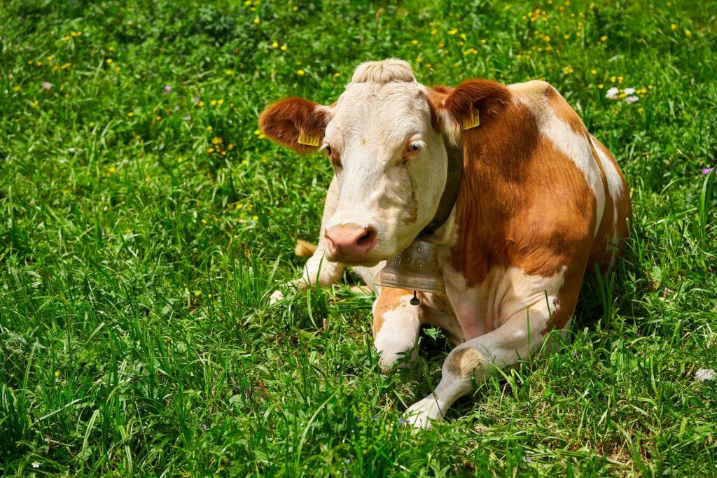 brown and white cow on green grass field during daytime