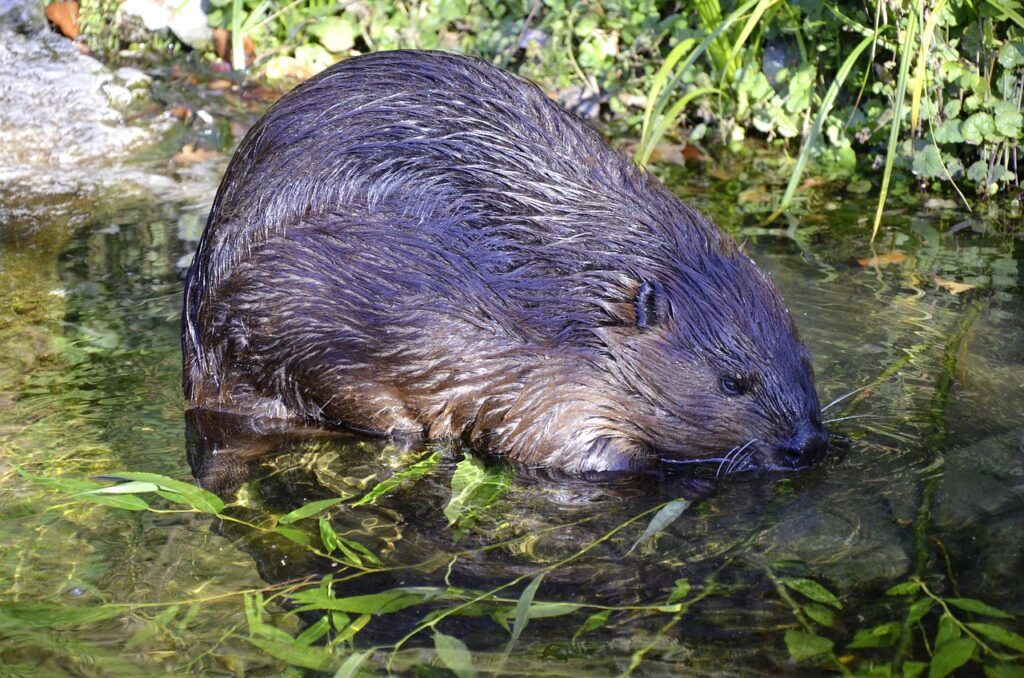 beaver, aquatic animal, protected